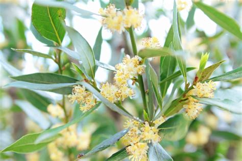 月桂樹 風水|月桂樹の花言葉｜花の冠の意味は？別名はローリエ？ 